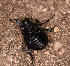 Timarcha sardea