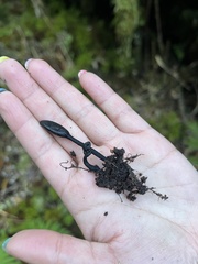 Geoglossum