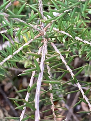 Leptecophylla juniperina