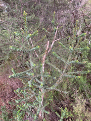 Metrosideros colensoi