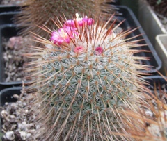 Mammillaria dixanthocentron