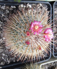 Mammillaria dixanthocentron