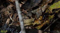 Diestrammena unicolor