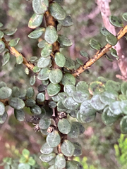 Metrosideros colensoi