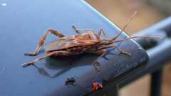 Leptoglossus occidentalis