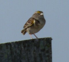 Ammodramus humeralis