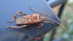 Leptoglossus occidentalis