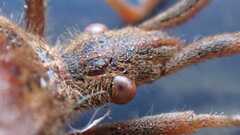 Leptoglossus occidentalis