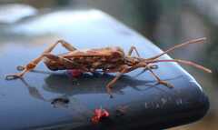 Leptoglossus occidentalis