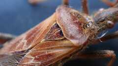 Leptoglossus occidentalis