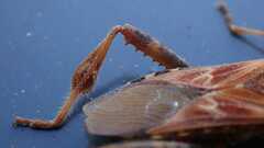 Leptoglossus occidentalis