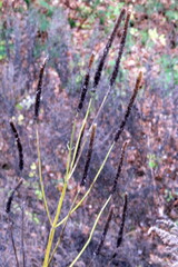 Agastache nepetoides