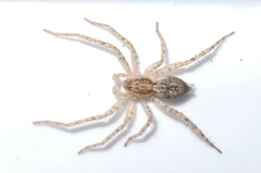 Anyphaena accentuata