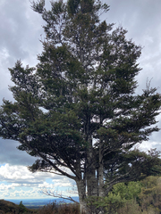Nothofagus cliffortioides