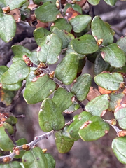 Nothofagus cliffortioides