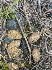 Lagomorpha