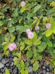 Mimosa pudica