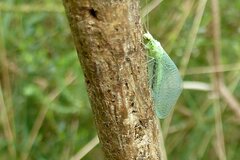 Pseudomallada ventralis