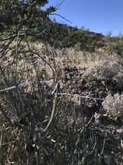 Ephedra aspera