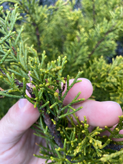 Halocarpus bidwillii
