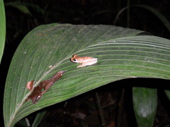 Osteocephalus planiceps