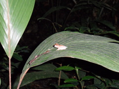 Osteocephalus planiceps