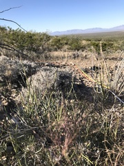 Ephedra aspera