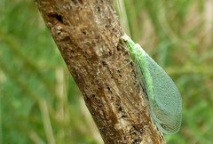 Pseudomallada ventralis