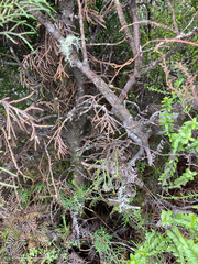 Halocarpus bidwillii