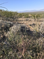 Ephedra aspera