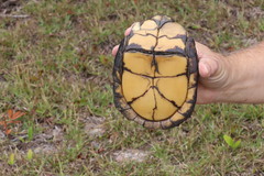Terrapene carolina major