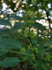 Dicliptera brachiata