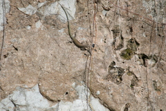 Podarcis vaucheri