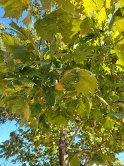 Platanus occidentalis