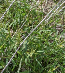 Urochloa