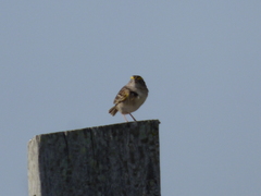 Ammodramus humeralis