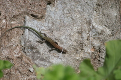 Podarcis vaucheri