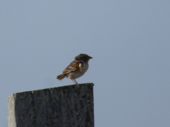 Ammodramus humeralis