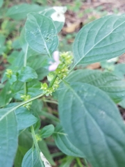 Dicliptera brachiata