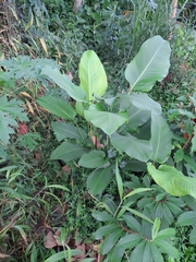 Goeppertia latifolia