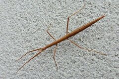 Clonopsis gallica
