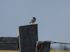 Ammodramus humeralis