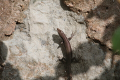 Podarcis vaucheri