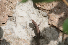 Podarcis vaucheri