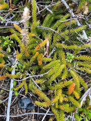 Austrolycopodium fastigiatum