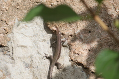 Podarcis vaucheri