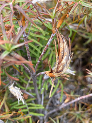 Dracophyllum recurvum