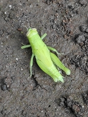 Abracris flavolineata