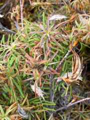 Dracophyllum recurvum