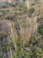 Chionochloa